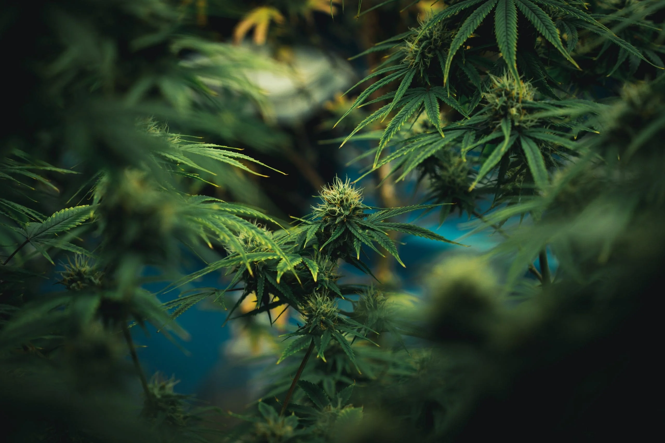 Florida-grown cannabis